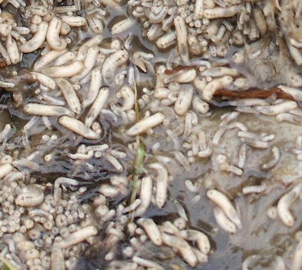 Maggots feeding on a dead carcass 