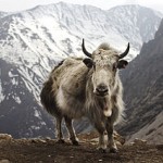 A photo of a wild yak in the highlands of Central Asia.