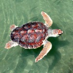 A loggerhead sea turtle swimming in the ocean.