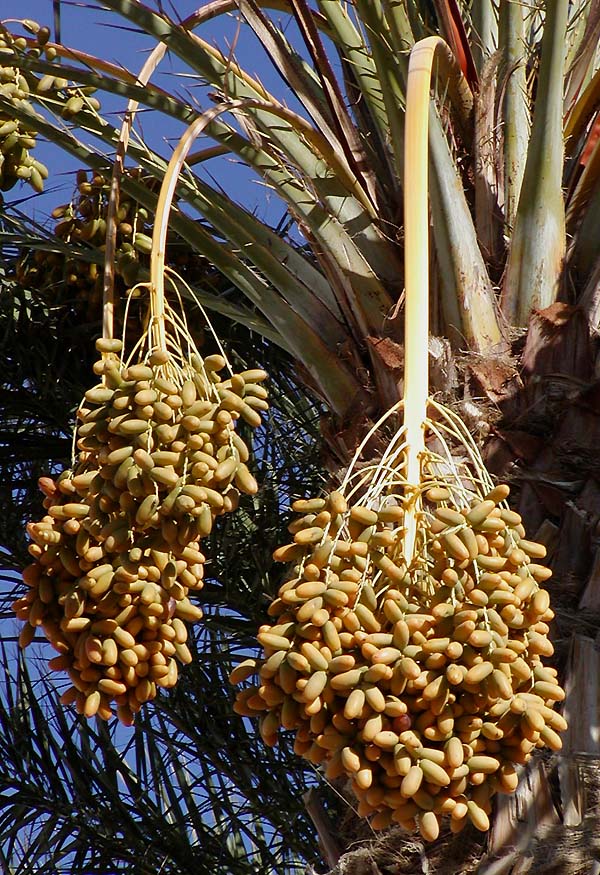 Where Do Dates fruit Come From