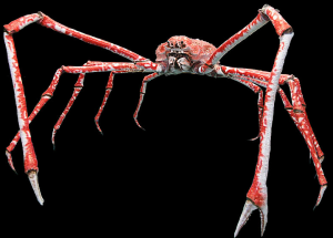 A Japanese spider crab.