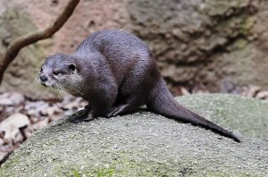An otter at the zoo.