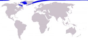A world map showing the distribution of the Narwhal.
